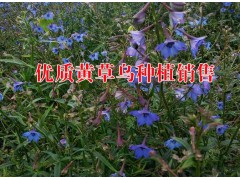 云南哪里種植黃草烏多&黃草烏種植技術(shù)培訓示范合作社圖2