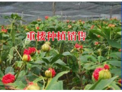 重樓種植技術@ 重樓銷售市場需求怎么樣?圖2