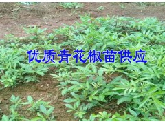 20107青花椒苗3年苗價格&3年青花椒苗多少錢一株圖3