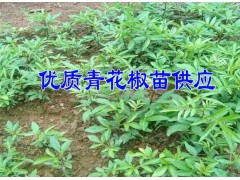 云南青花椒苗批發(fā)*青花椒苗種植要求海拔是多少&圖3