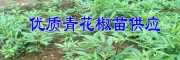 青花椒苗昭通價(jià)格@魯?shù)榍嗷ń访?/></a></div></td>
<td width=