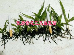 云南優(yōu)質(zhì)大白芨種苗供應(yīng)商& 云南黃精&圖3