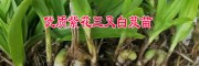 白芨種苗價(jià)格 [供應(yīng)]