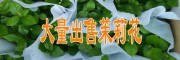 大量出售茉莉花@優(yōu)質(zhì)大量出售茉莉花小苗基地