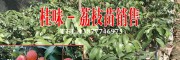 云南果樹(shù)苗#紅河芒果苗公司#元陽(yáng)果樹(shù)苗繁育場(chǎng)