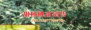 今年楊桃種苗供應(yīng)商楊桃@廠家楊桃批發(fā)價(jià)格在8元-10元/公斤