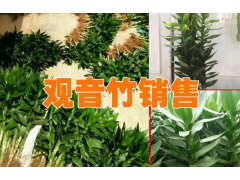 新湛江觀音竹商家報(bào)價(jià)#湛江觀音竹種植基地信息圖3