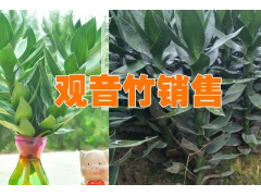 新湛江觀音竹商家報(bào)價(jià)#湛江觀音竹種植基地信息圖2