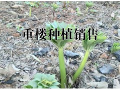 出售純滇重樓籽#云南重樓籽多少一斤#優(yōu)重樓籽育苗技術圖2