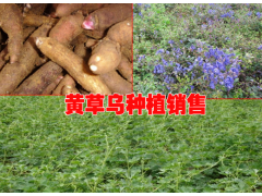 重樓中藥材種植網(wǎng)圖3