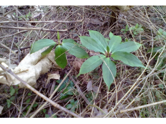 云南重樓種植—重樓中藥材種植網(wǎng)圖2