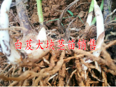 2年左右白芨塊莖種苗[120塊每公斤]圖3