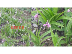 #白芨價格的種植行情&楊先生 13987819680圖3