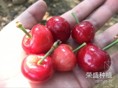 云南哪里有大櫻桃苗，大櫻桃出售，樹(shù)苗哪里有圖2