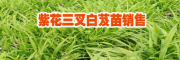 白芨種植基地@白芨價(jià)格是多少錢一斤#