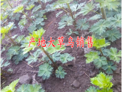 貴州中藥材有哪些_貴州主產(chǎn)哪些中藥材-草烏價格?圖2