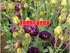 云南紫色洋桔梗多少錢一朵#多少一扎洋桔梗@洋桔梗今日價格圖1