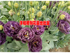 云南紫色洋桔梗多少錢一朵#多少一扎洋桔梗@洋桔梗今日價格圖3