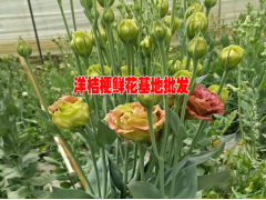 洋桔梗一束多少錢#云南洋桔梗種植基地圖2