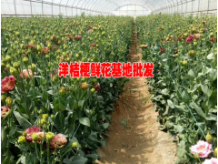 洋桔梗一束多少錢#云南洋桔梗種植基地圖3