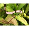 2019年鮮白芨價(jià)格%白芨種苗價(jià)