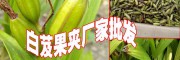 白芨多少一斤%白芨種苗價(云南白芨果夾)