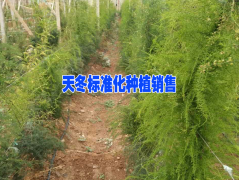 天冬種植示范社·#  統(tǒng)一管理的天冬種植基地圖2