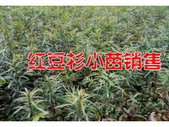 |云南紅豆杉網(wǎng)|哪里有紅豆杉樹苗|紅豆杉樹苗價(jià)格|圖3