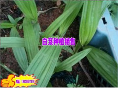 供應(yīng)昭通17年優(yōu)質(zhì)白芨種苗★批發(fā)昭通白芨種子★重樓市場價圖2