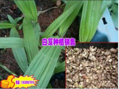 供應(yīng)昭通17年優(yōu)質(zhì)白芨種苗★批發(fā)昭通白芨種子★重樓市場價圖3