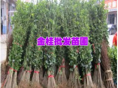 什么是金桂綠化樹苗#紅河金桂樹苗物點(diǎn)-紅河苗木培育基地,圖3