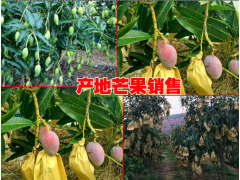 云南芒果什么時(shí)候成熟◆云南芒果多少錢一斤圖2