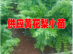 黃花梨權(quán)威鑒定#黃花梨樹苗哪里有賣@黃花梨怎樣種植圖1