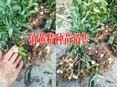 云南普洱黃精一畝需要多少苗子|鎮(zhèn)沅黃精種植基地種苗銷售|圖3