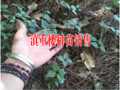 云南滇黃精種植基地|滇黃精有市場價值嗎|云南黃精種苗批發(fā)|圖3