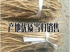 云南哪里當歸種苗出售&當歸種苗低價格是多少圖2