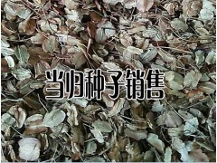 哪些地方適合種植當歸-當歸產(chǎn)地分布區(qū)域圖2