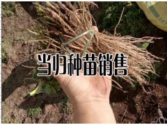 哪些地方適合種植當歸-當歸產(chǎn)地分布區(qū)域圖3