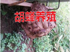 云南宣威虎頭蜂一只多少錢#蜂王自己筑巢技術(shù)圖2