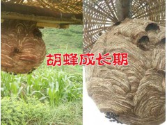 云南宣威虎頭蜂一只多少錢#蜂王自己筑巢技術(shù)圖3