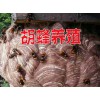 云南胡蜂養(yǎng)殖培訓#云南宣威胡蜂移巢技術