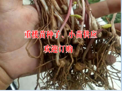 目前云南重樓苗多少錢一株##多芽滇重樓苗價格-重樓苗品牌圖2