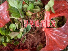 云南種植九葉青花椒的技術(shù)丨昆明九葉青花椒高產(chǎn)管理方丨圖2