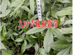 云南種植九葉青花椒的技術(shù)丨昆明九葉青花椒高產(chǎn)管理方丨圖3