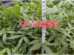 祿豐苗木種植園產(chǎn)品供求信息圖1