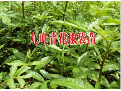 祿豐苗木種植園產(chǎn)品供求信息圖2