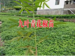 祿豐苗木種植園產(chǎn)品供求信息圖3