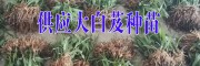 白芨技術(shù)專(zhuān)業(yè)合作社#白芨示范社