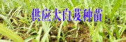 白芨小苗-四川中藥材農(nóng)民專(zhuān)業(yè)合作社