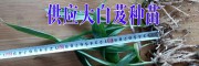 2017.6近期白芨小苗1.5元/株(附圖)